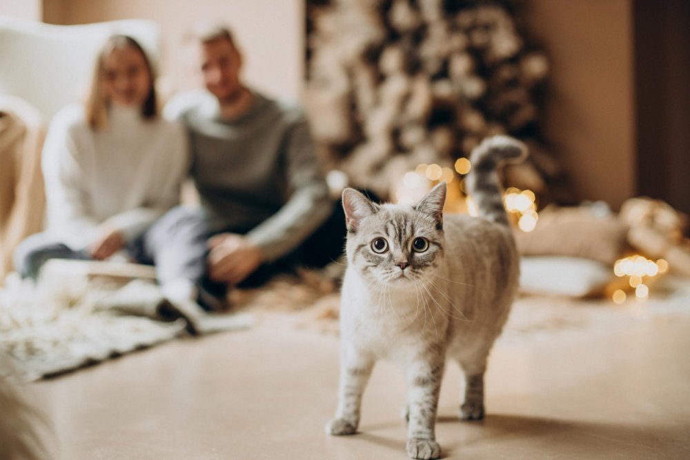 Kedi Bakımı: Yeni Kedi Sahipleri İçin Temel Öneriler