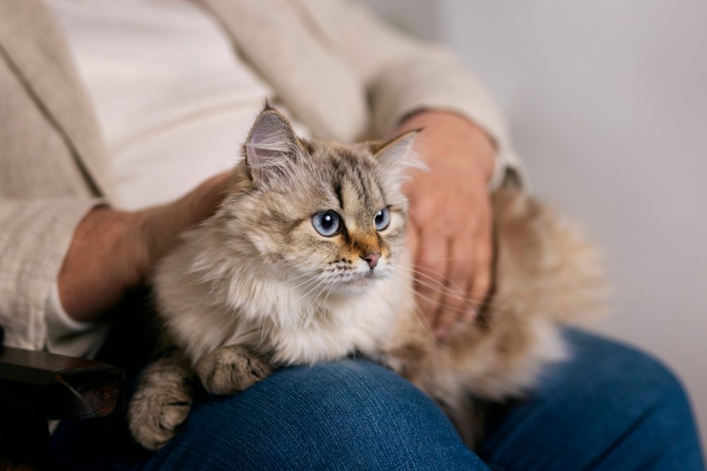Kedi Beslenmesi: Sağlıklı ve Dengeli Beslenme İçin İpuçları