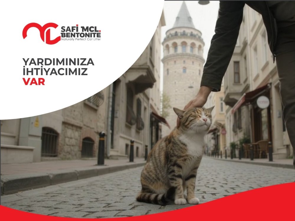 Her Kedinin İhtiyacı Farklıdır.