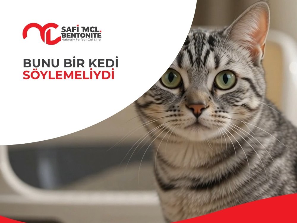 Kediniz Kum Kabı Hakkında Konuşabilseydi Ne Söylerdi?