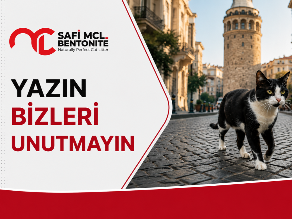 "Ya Biz Konuşabilseydik?" Sokak Kedilerinden Bir Yaz Mesajı