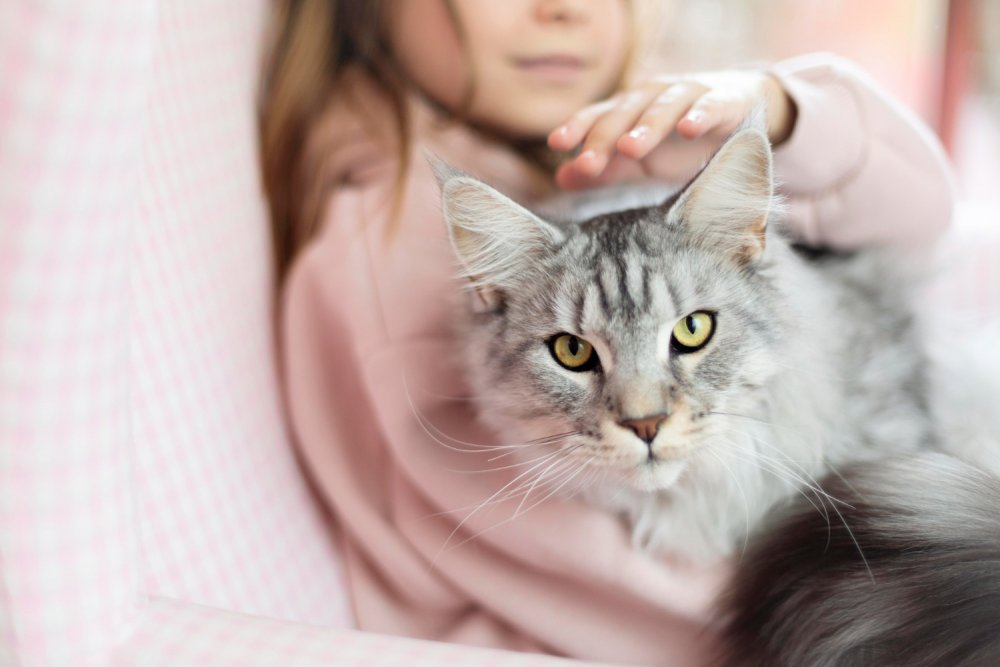 Home Safety Tips for Cat Owners: Creating a Safe Space for Your Cat