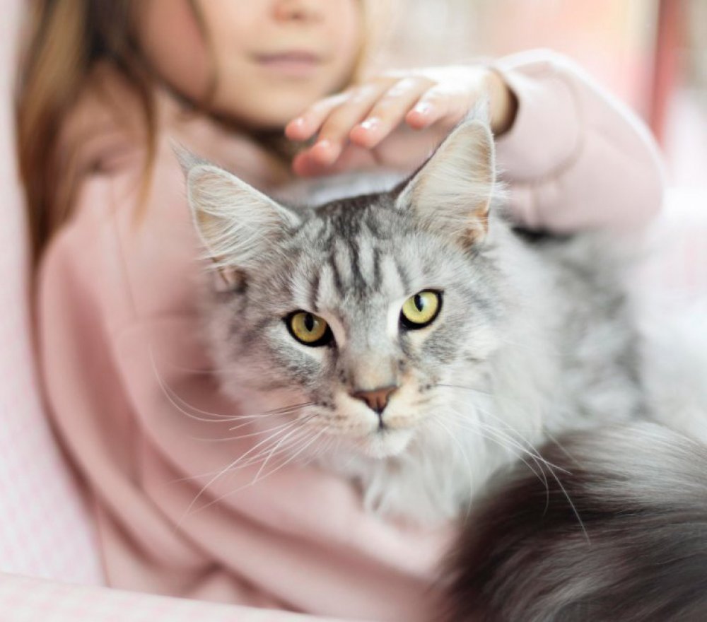 Home Safety Tips for Cat Owners