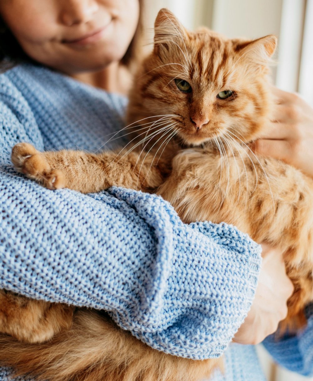 Understanding Your Cat’s Psychology: Managing Mood and Stress in Cats