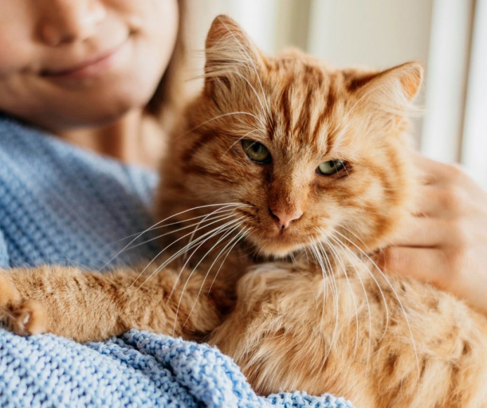Understanding Your Cat’s Psychology